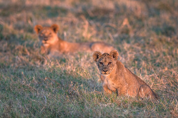 Lion cubs in golden light