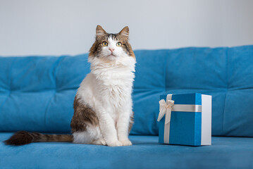 mongrel cat with boxes of gifts on a blue sofa poses for the camera