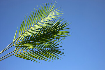 Palm sunday concept. Palm Leaf om blue sky background. Celebration entrance of Jesus into Jerusalem.