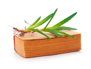 An old medical book on the study of medicinal plants.Aloe.