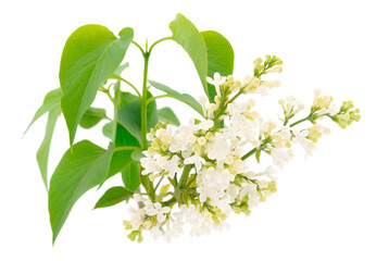 Branches of white lilac.