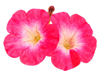 Flowers sulfinia  isolated.