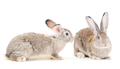 Gray rabbits isolated.
