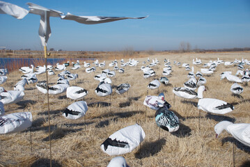 A spread of snow goose windsocks and flyers