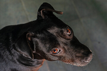 Retrato de perro