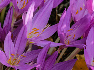 Purple autumn crocuses in the garden