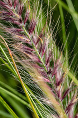 Grass spike close-up on a green background