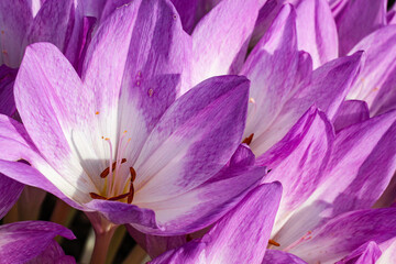 Purple autumn crocuses in the garden
