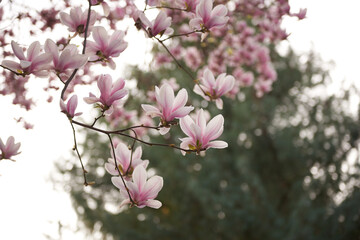 Fototapeta premium Spring flowering magnolia tree white and pink flowers.