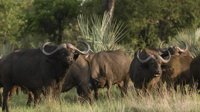 A herd of buffalo in the Botswana Reserve