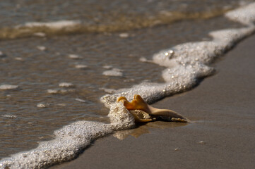Whelk Shell on Beach (background 3)