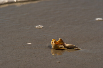 Whelk Shell on Beach (background 2)