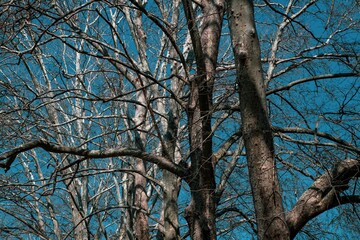 low angle view on the tree tops of bare trees in a park against blue sky