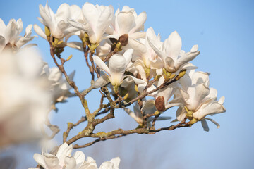 Spring flowering magnolia tree white and pink flowers.