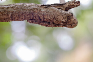 Lizard camouflaged on broken wood Change the body color to look like natural wood.