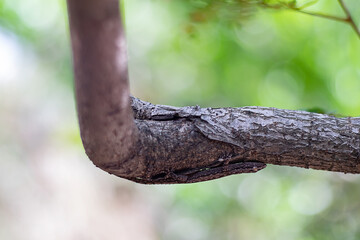 Lizard camouflaged on broken wood Change the body color to look like natural wood.