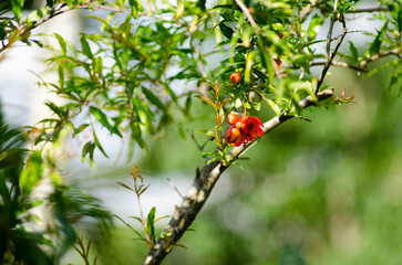 Natureza, frutas e flores