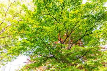 Fototapeta premium 新緑 爽やか 植物 木 公園 皇居 日本庭園 