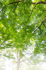 新緑　爽やか　植物　木　公園　皇居　日本庭園　