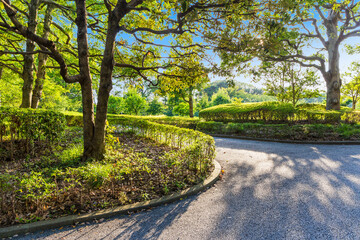 Fototapeta premium 新緑 爽やか 植物 木 公園 皇居 日本庭園 