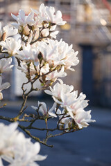 Spring flowering magnolia tree white and pink flowers.