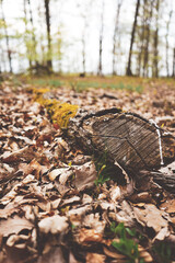 autumn leaves on the ground