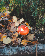 fly agaric mushroom