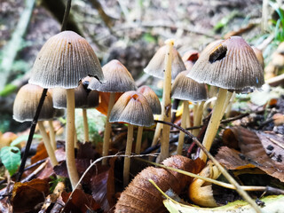 mushrooms in the forest