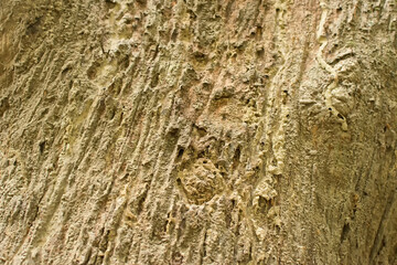 Detailed texture of a tree trunk, nature stock image, Kolkata, India
