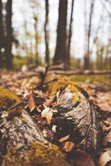 autumn in the forest