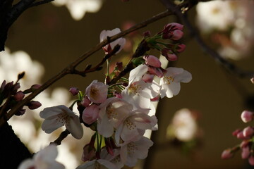 桜の蕾たち