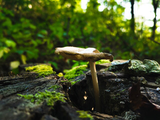 mushroom in the forest