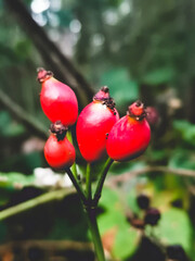 red rose hips