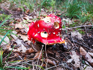 fly agaric mushroom