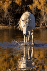 Obraz na płótnie Canvas Wild Horse in the Salt River in the Arizona Desert