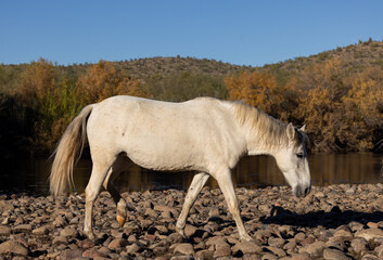 Naklejka premium Wild Horse in the Salt River in the Arizona Desert