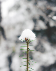 snow covered branches