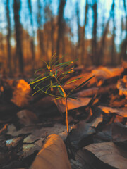 autumn in the forest