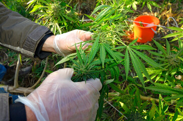 Grower hands cultivating cannabis growing in the field