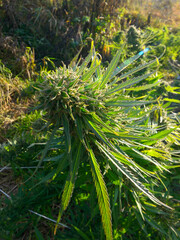 Cannabis bud blooming in a field