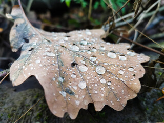 dew on a leaf