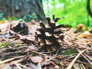 pine cones in forest