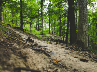 path in the forest