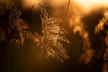 Evening sun in the reeds