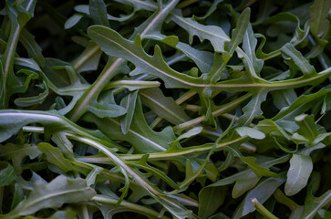 Fresh green arugula leaves.