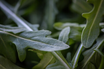 Fresh green arugula leaves.
