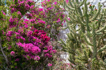 Bougainvillea spectabilis, purple flower thorny plant, spiny green cactus with red flower. - Powered by Adobe