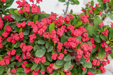 Euphorbia Milii or Christ Thorn woody succulent thorny shrub with bright pink flower background.