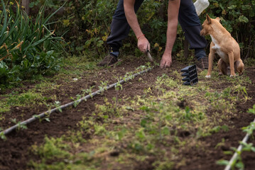 Sembrando pimientos en el huerto ecol&oacute;gico y sostenible en compa&ntilde;&iacute;a de su mejor amigo el perro.