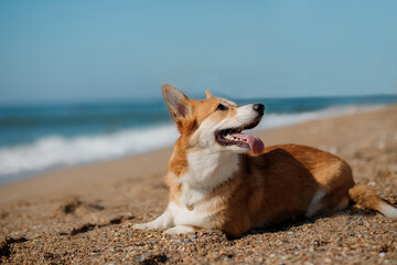 Happy Welsh Corgi Pembroke dog at the beach